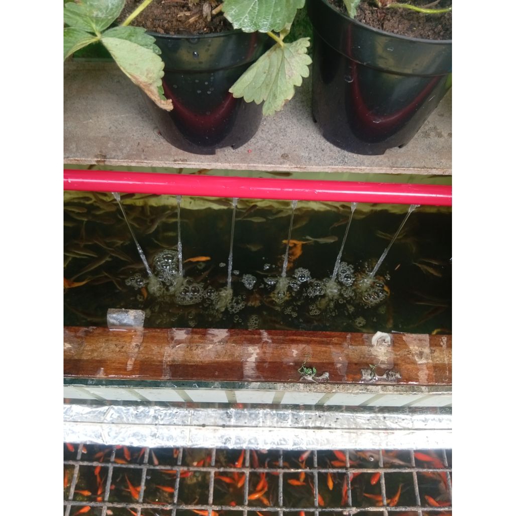 pipa aquarium standar berlubang 6 pancuran