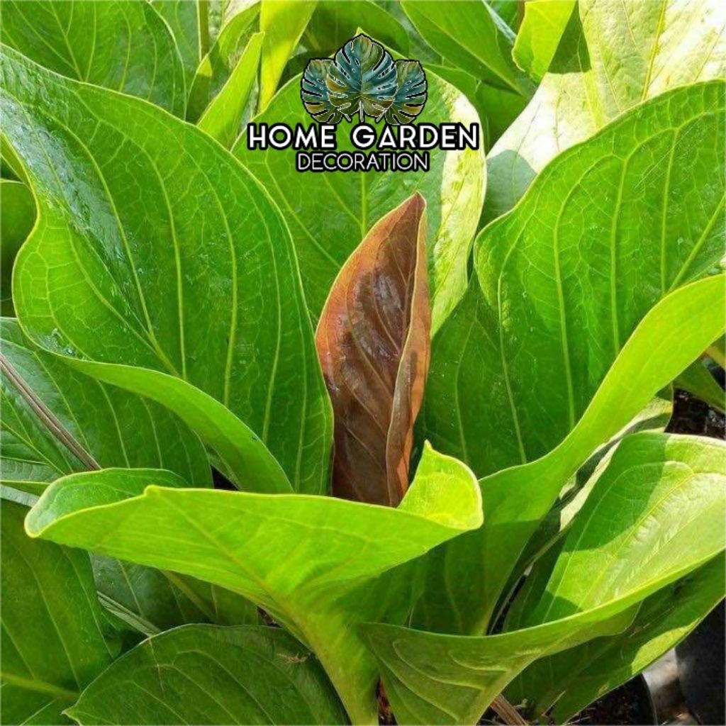 Anthurium jemani cobra catalog - anthurium cobra catalog