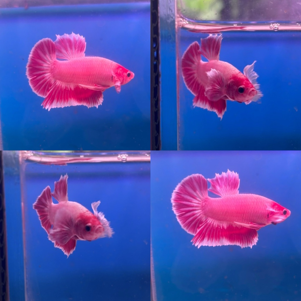 [Chan Aquatic] Ikan Hias Cupang Plakat Dumbo Ear Size M-L Plakat DE Plakat Big Ear Hiasan Aquarium