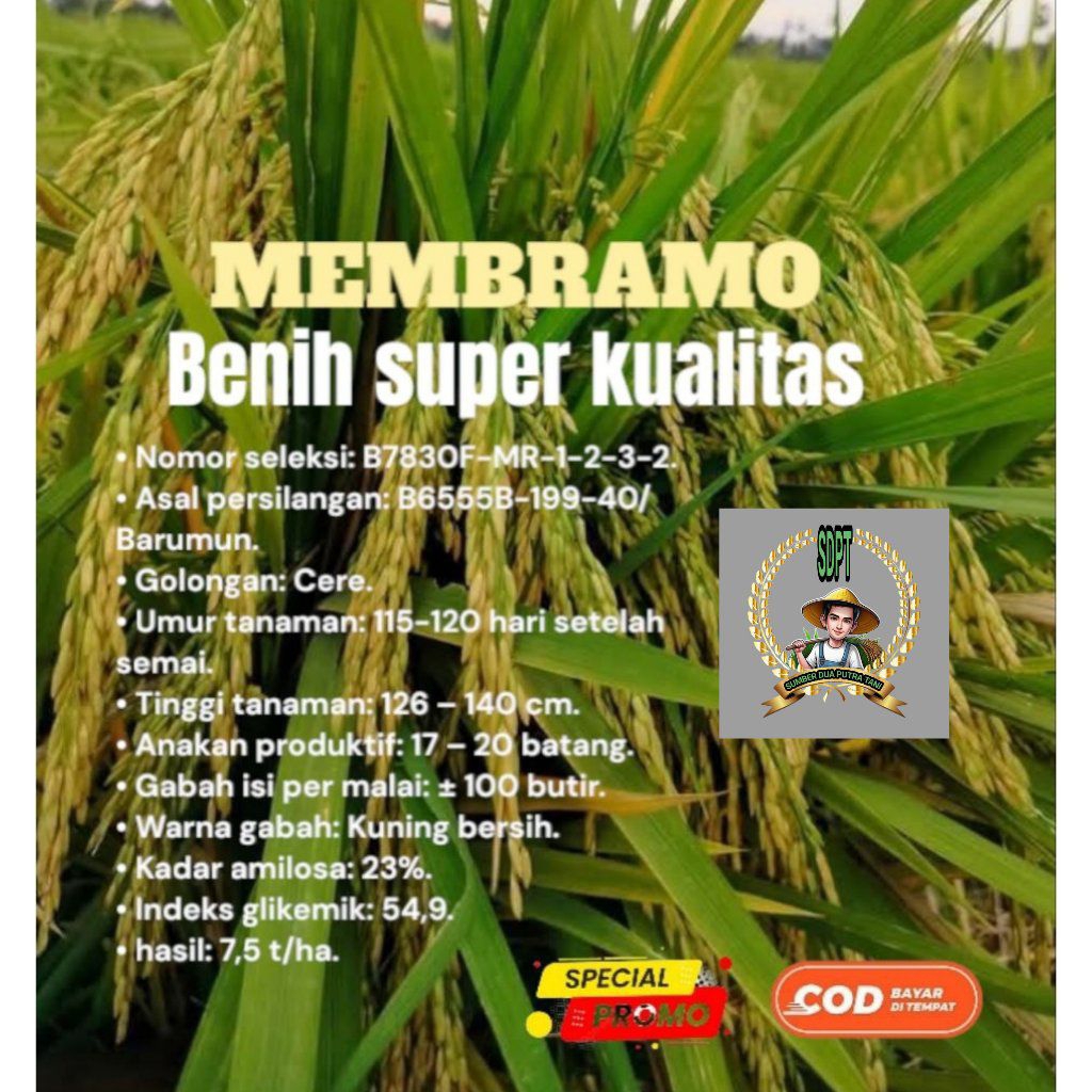 Benih padi MEMBRAMO super kemasan 1kg kualitas gabah unggul