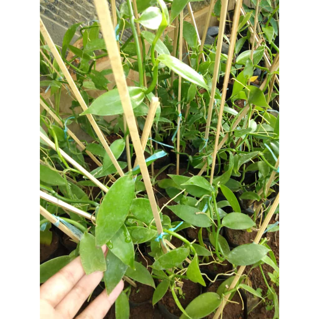 Bibit Tanaman Vanili - Kualitas Unggul - Siap Tanam