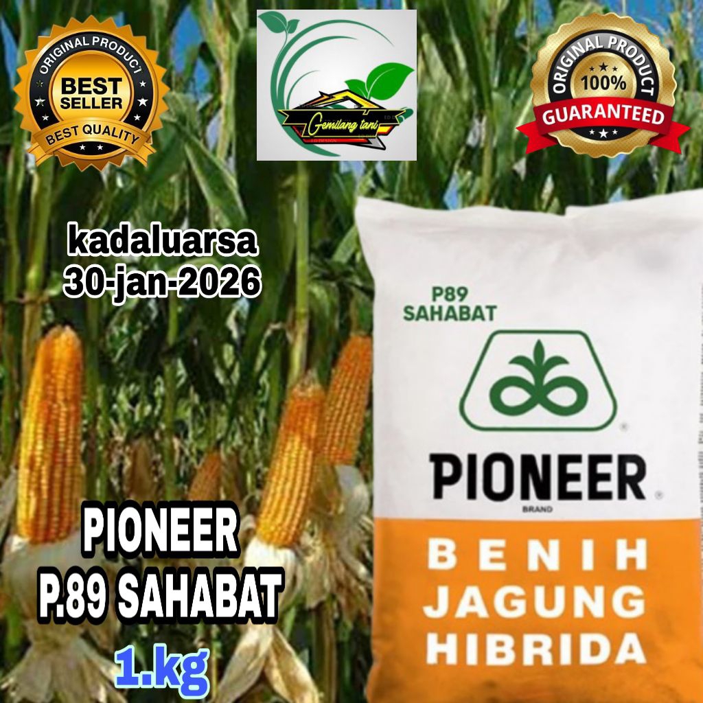 benih jagung hibrida PIONEER/P89 SAHABAT