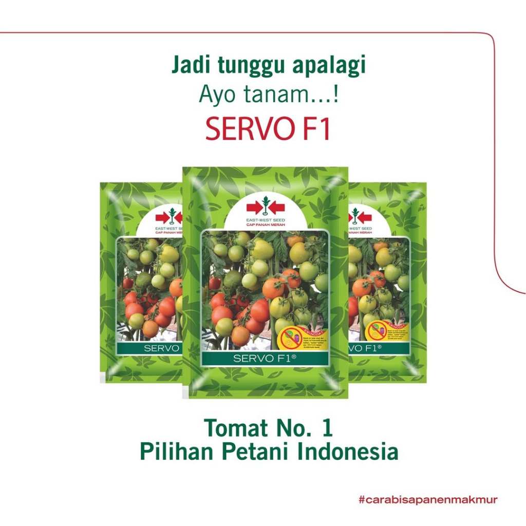 BENIH TOMAT SERVO F1 1.750 butir Panah Merah Tomat Hibrida
