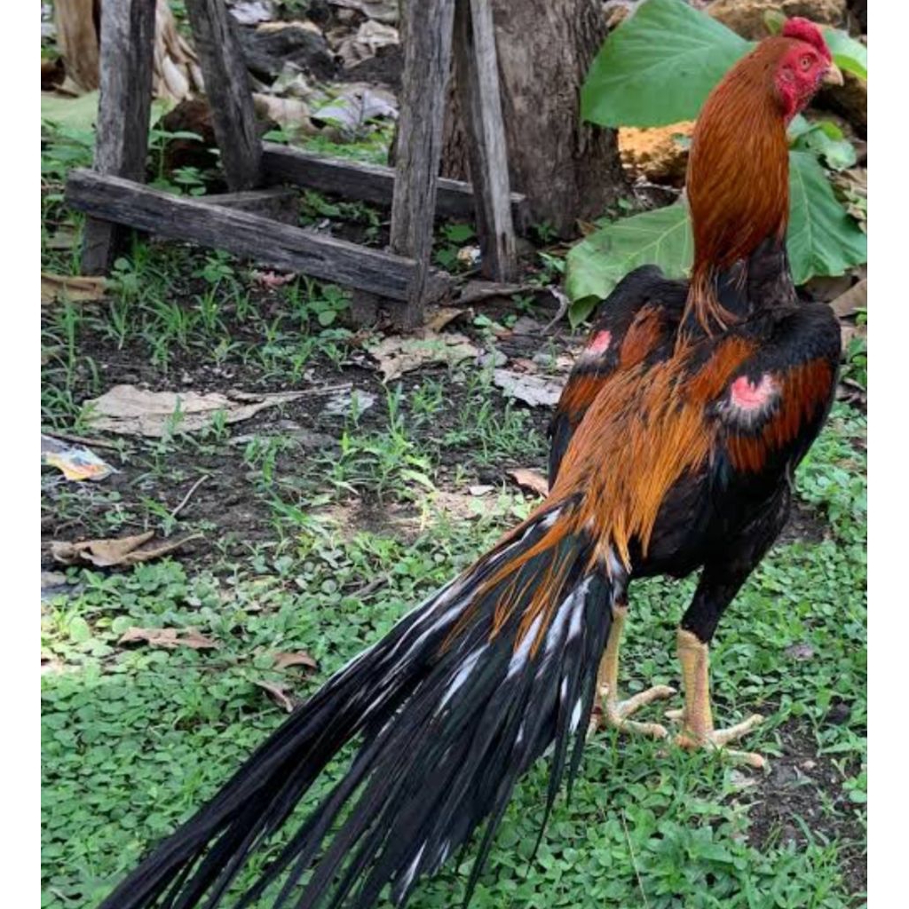 anakan ayam ekor lidi usia 1 sampai 3 bulan