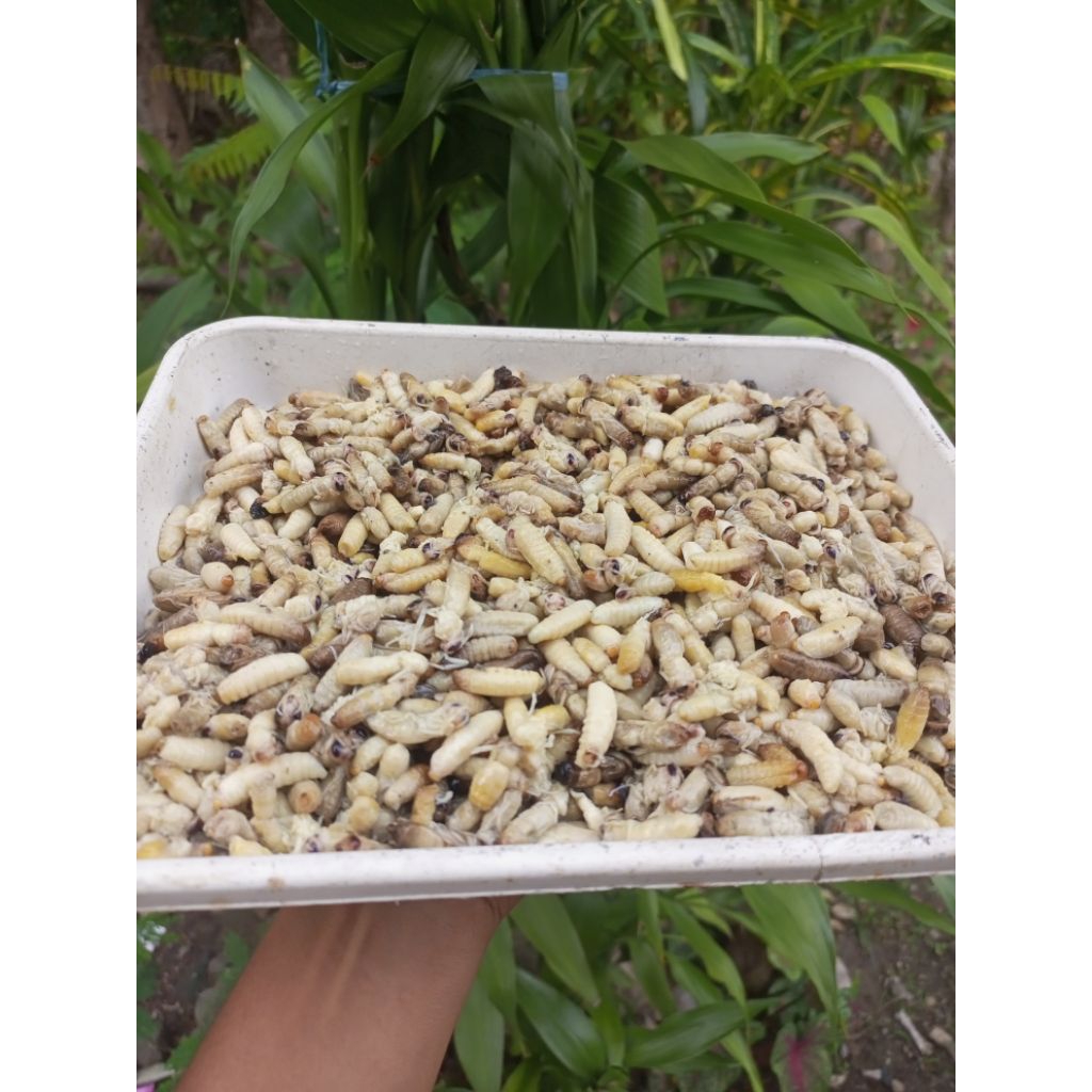 larva tawon/Tolo tawon isi 45 biji(baca deskripsi)