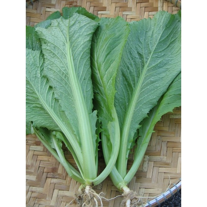 COD - Bibit Sawi Pahit