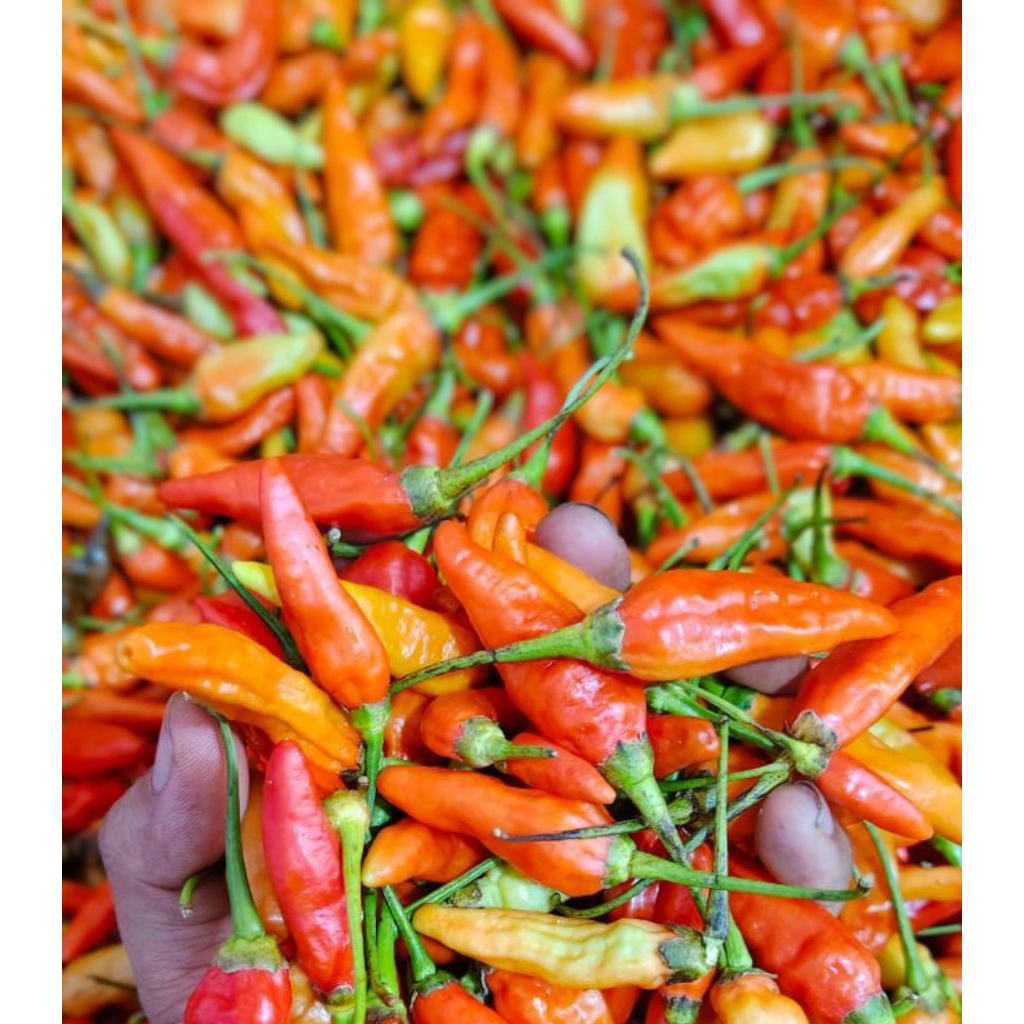 Cabai Rawit - Cabai Rawit Murah | Cabai Murah - Cabai 500gram - Cabai 1kg Murah | Cabai Rawit Pedas