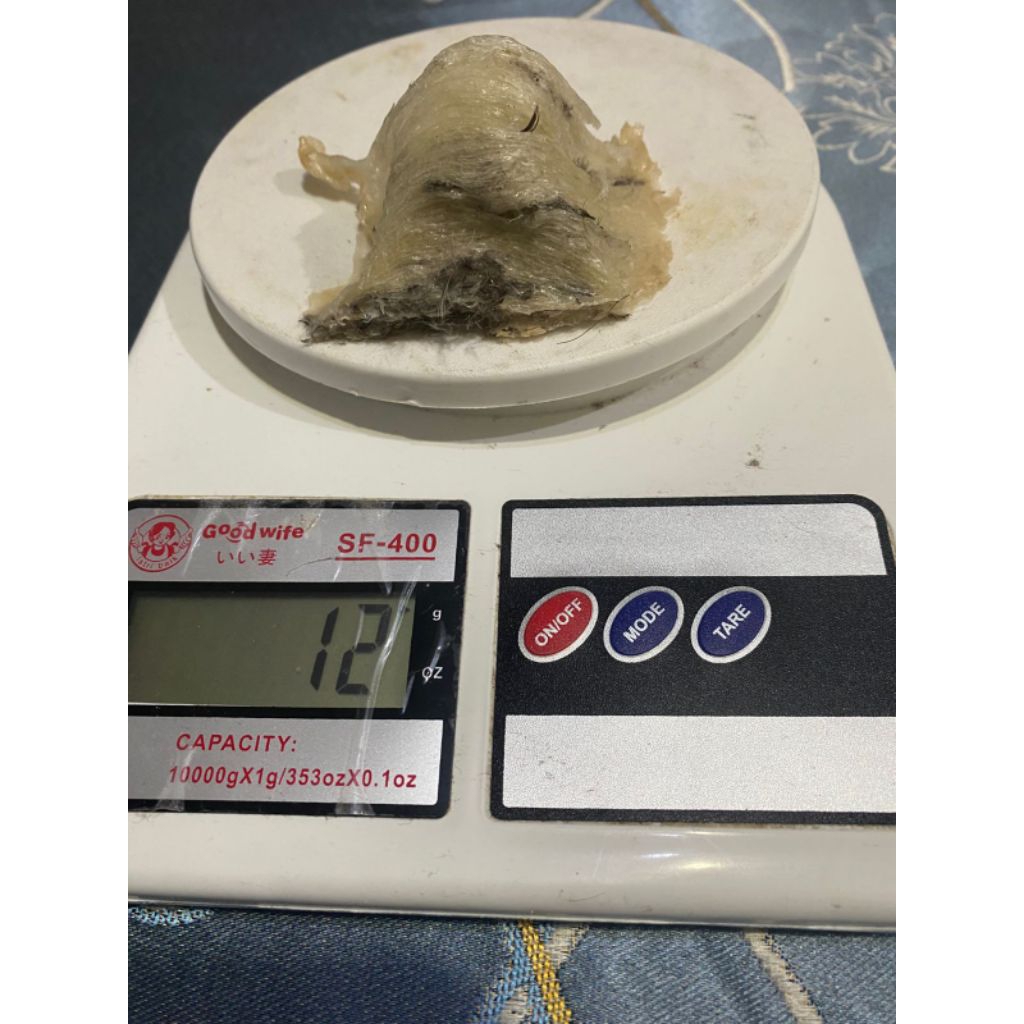 Sarang Walet Kotor Asli Kalimantan