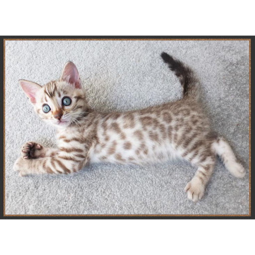 KUCING BENGAL