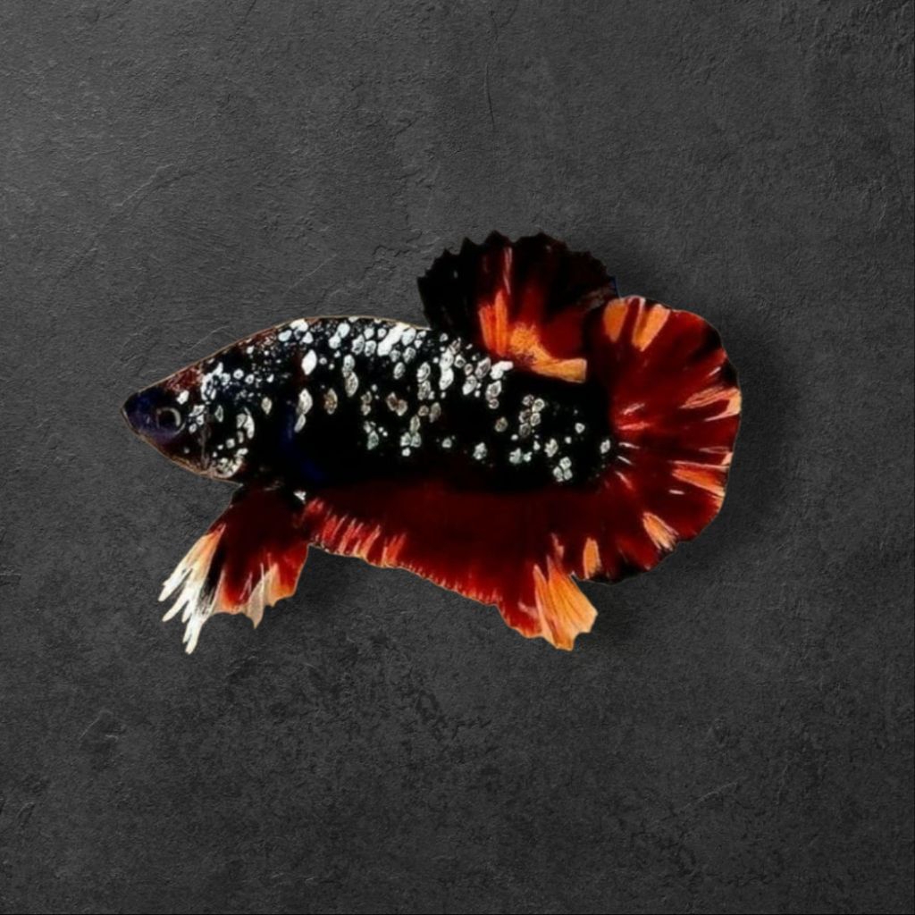 ikan cupang nemo copper dewasa 1pasang jantan dan betina Hiasan Aquarium Nemo Copper size indukan & 