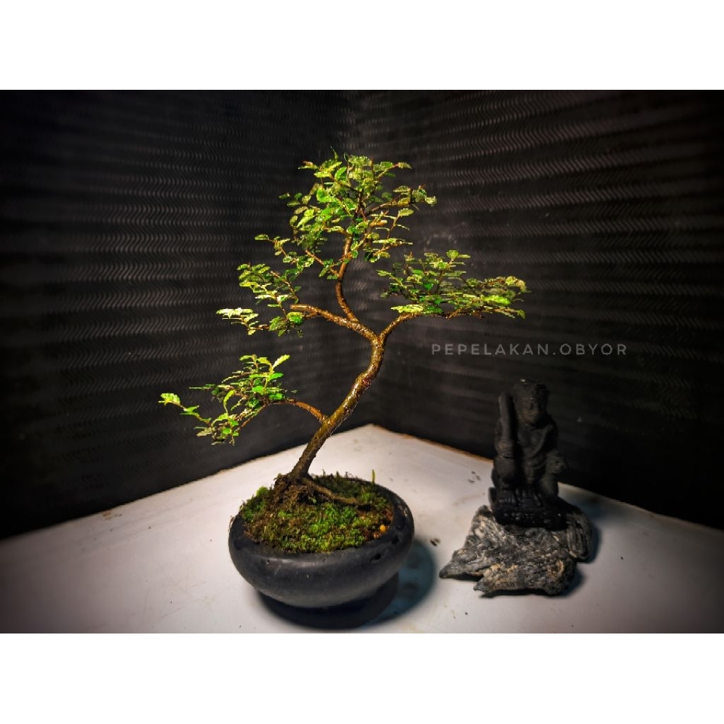 Bonsai Mini Mame Ulmus Variegata Super Micro REALPICT KARAKTER INFORMAL