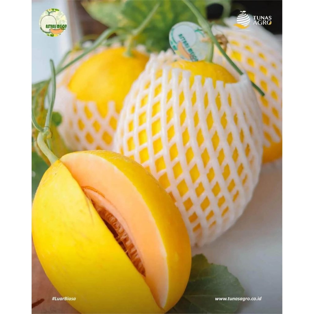 melon golden Kinanti