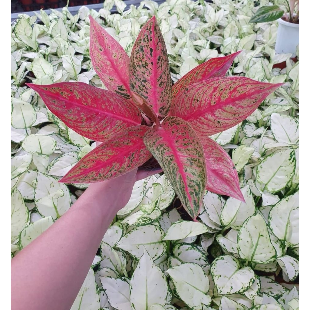 aglonema red legacy