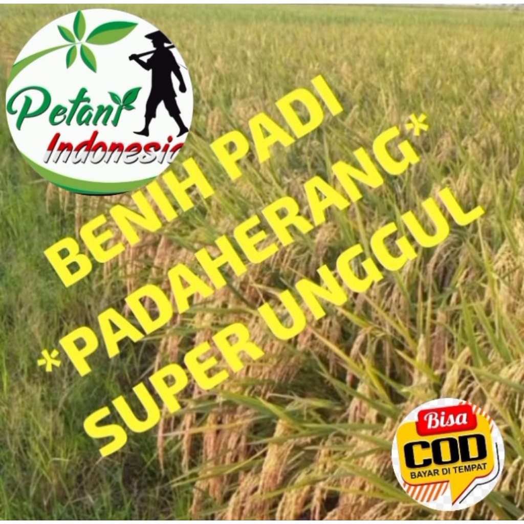 BENIH PADI PADAHERANG SUPER UNGGUL KEMASAN 5KG