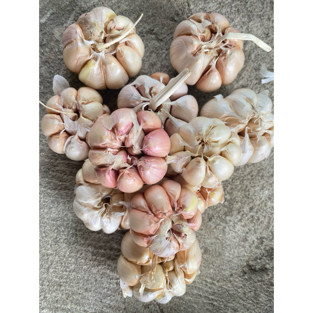 BAWANG PUTIH SINCO