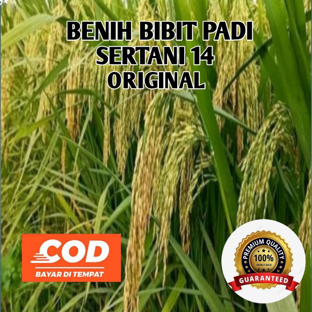 (1KG) BENIH BIBIT PADI SERTANI 14 ORIGINAL