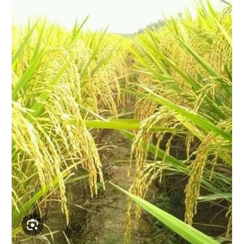 bibit padi unggul Trisakti 1kg