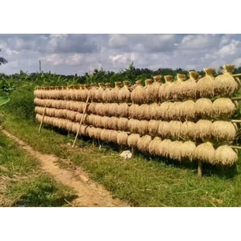 bibit padi GOGO/ HUMA / PADI LADNG 1KG