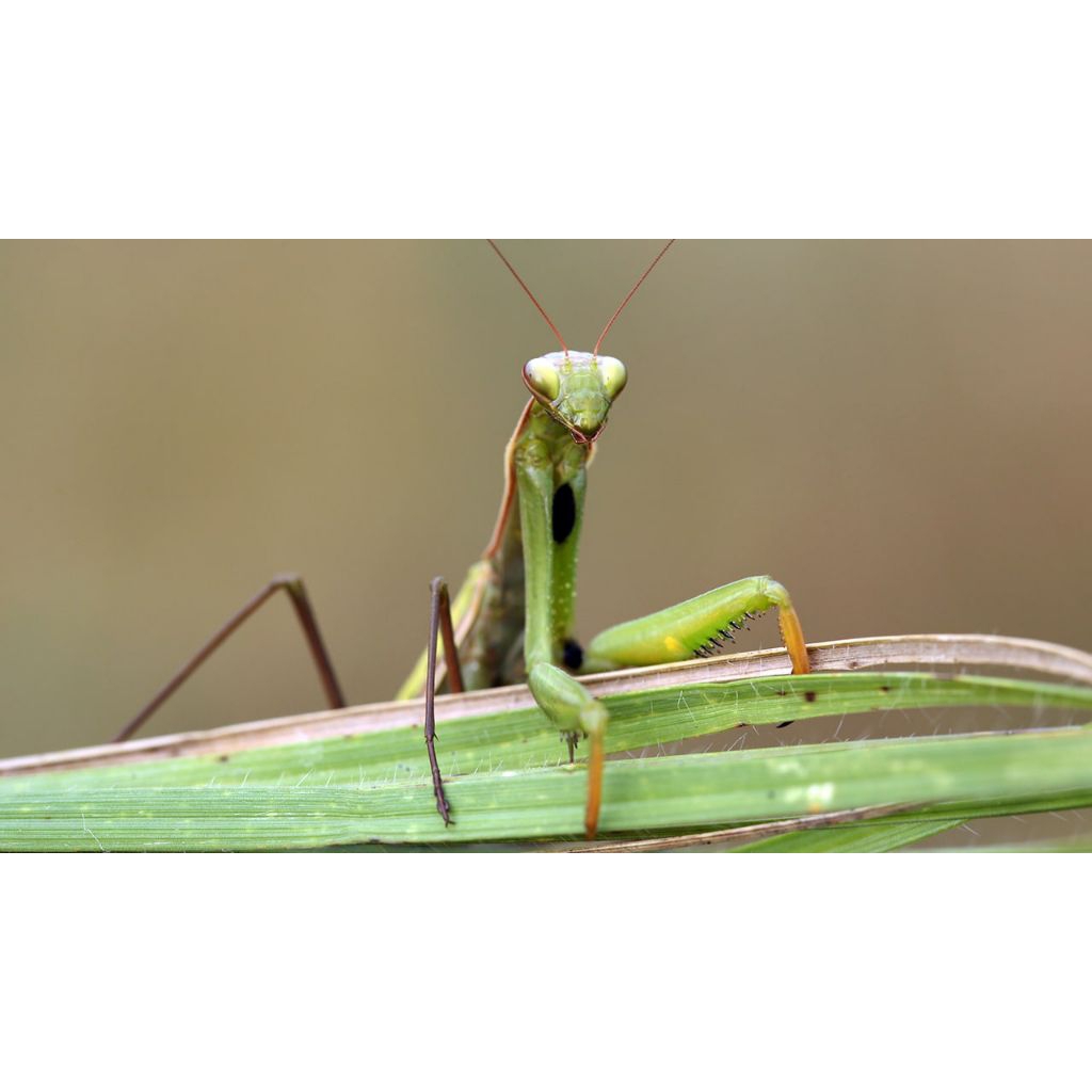 BELALANG SEMBAH ATAU CENCORANG