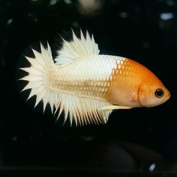 Plakat FCCP Star Tail Hiasan Kamar