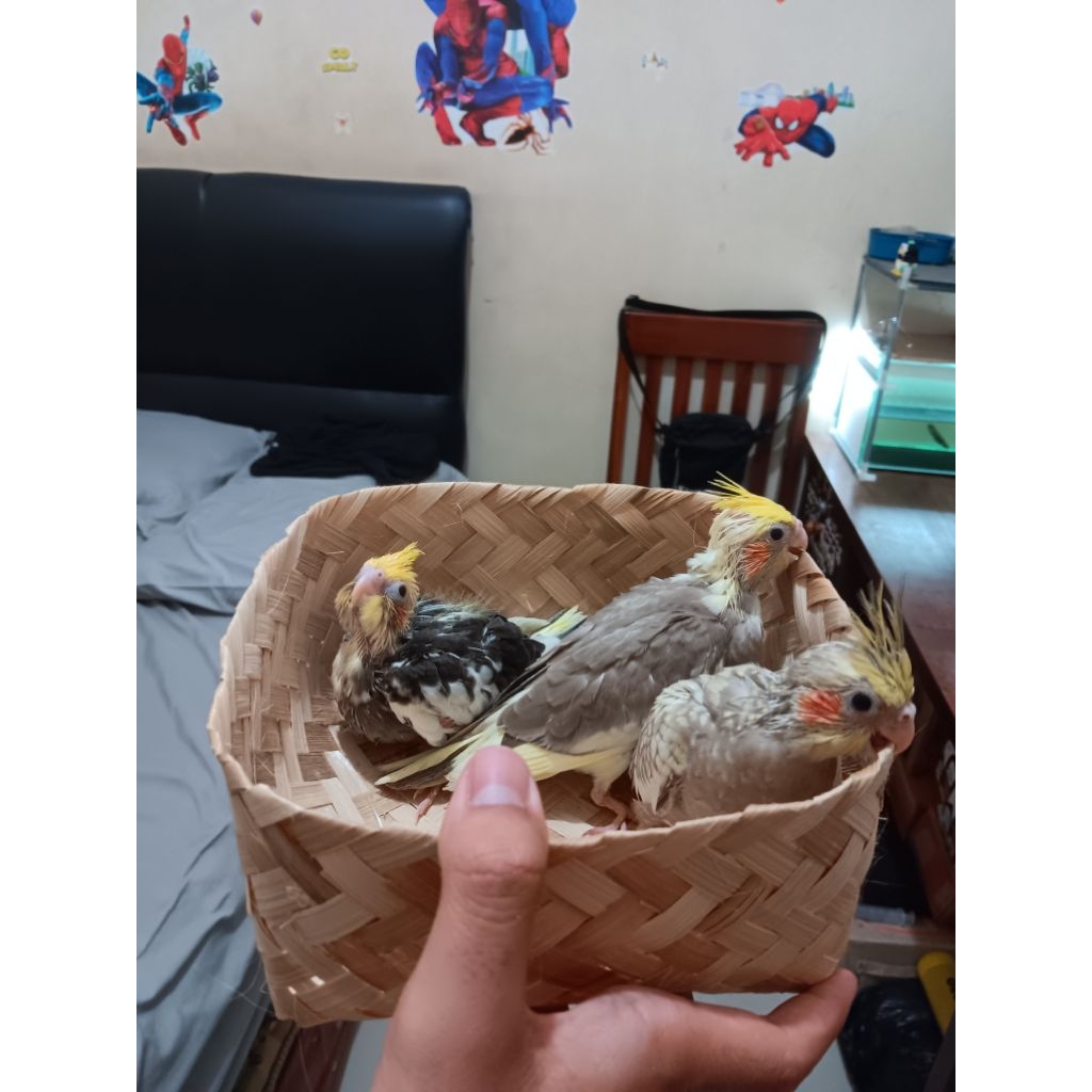 Lolohan/Baby/Falk/Parkit Australia/Lolohan Falk/Baby Falk/Anakan Falk/Grey/Pearl/Pied/Lutino/Albino/