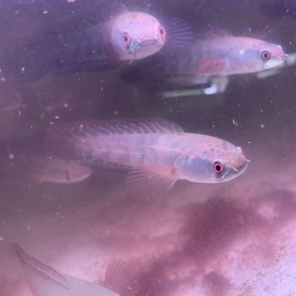 maru red barito baby