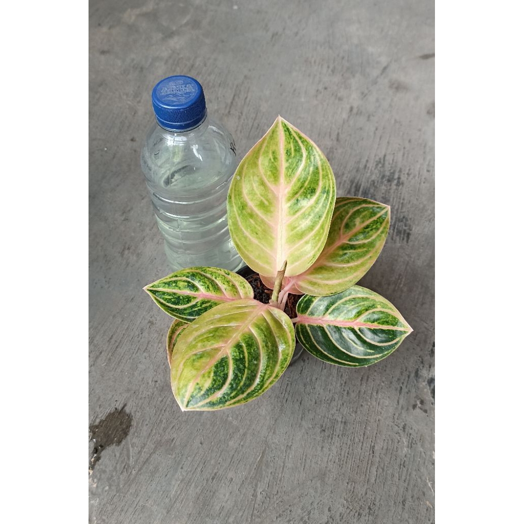 Aglaonema Rinjani