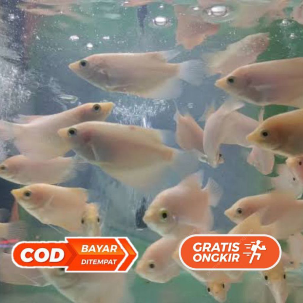 gurame merah/padang(harga eceran)
