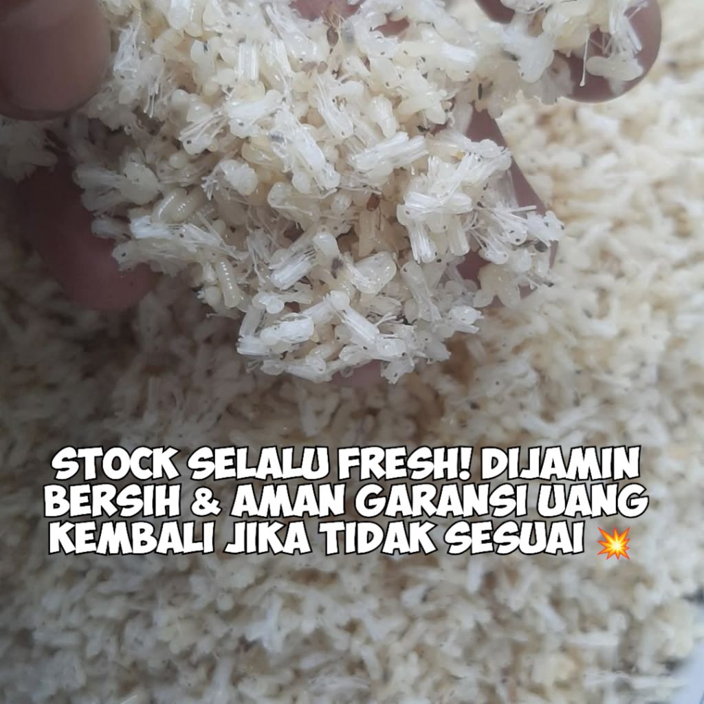 KROTO SUPER BERSIH 100 GRAM TANPA SEMUT | KROTO BADUY SUPER KERING INSTANT