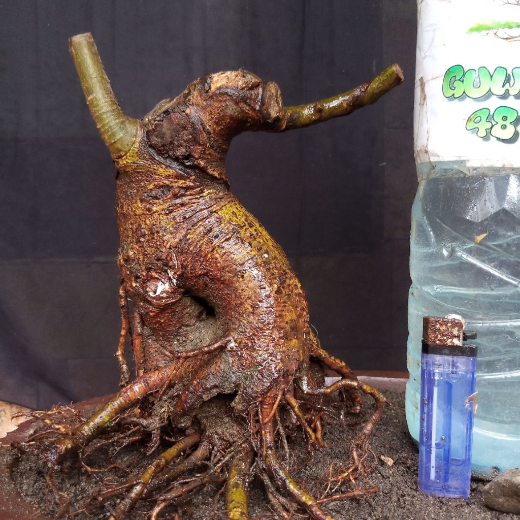 Bahan Bonsai Loa Formal Meliuk Batang Bogel Akar Muter Small Size Real Pict