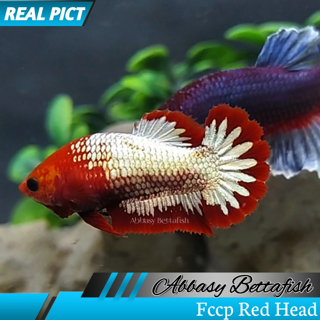 Plakat Fccp Red Head Female Betina Real Picture