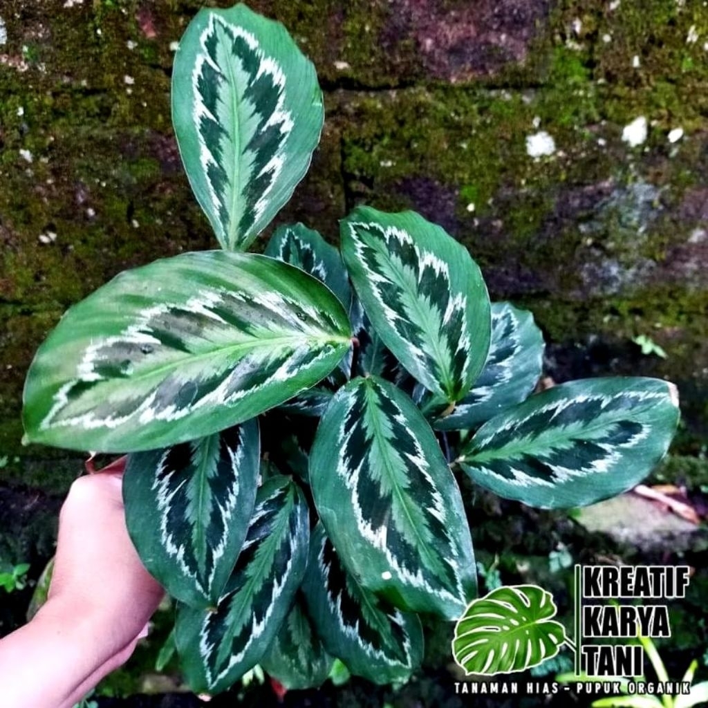 Tanaman Hias Calathea Medalion - Calathea Medalion Merak