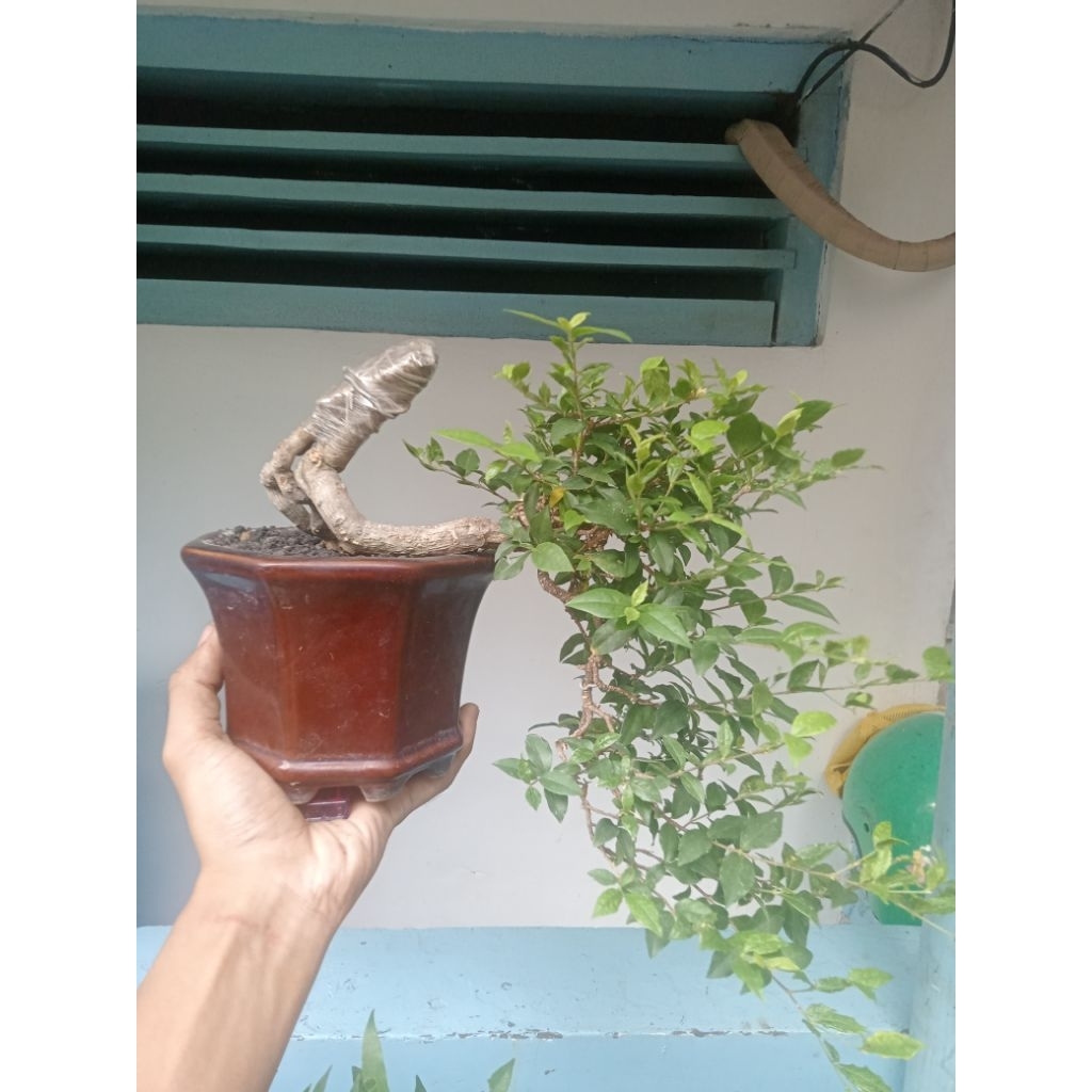 bonsai sakura micro cascade siap pajang