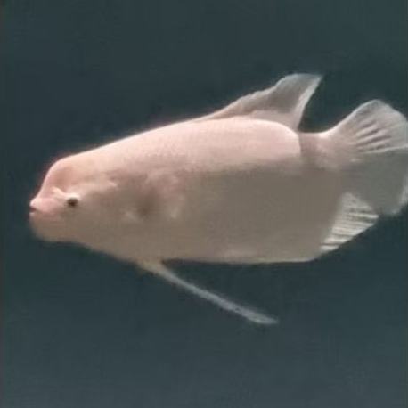 Hiasan big tank Gurame Padang