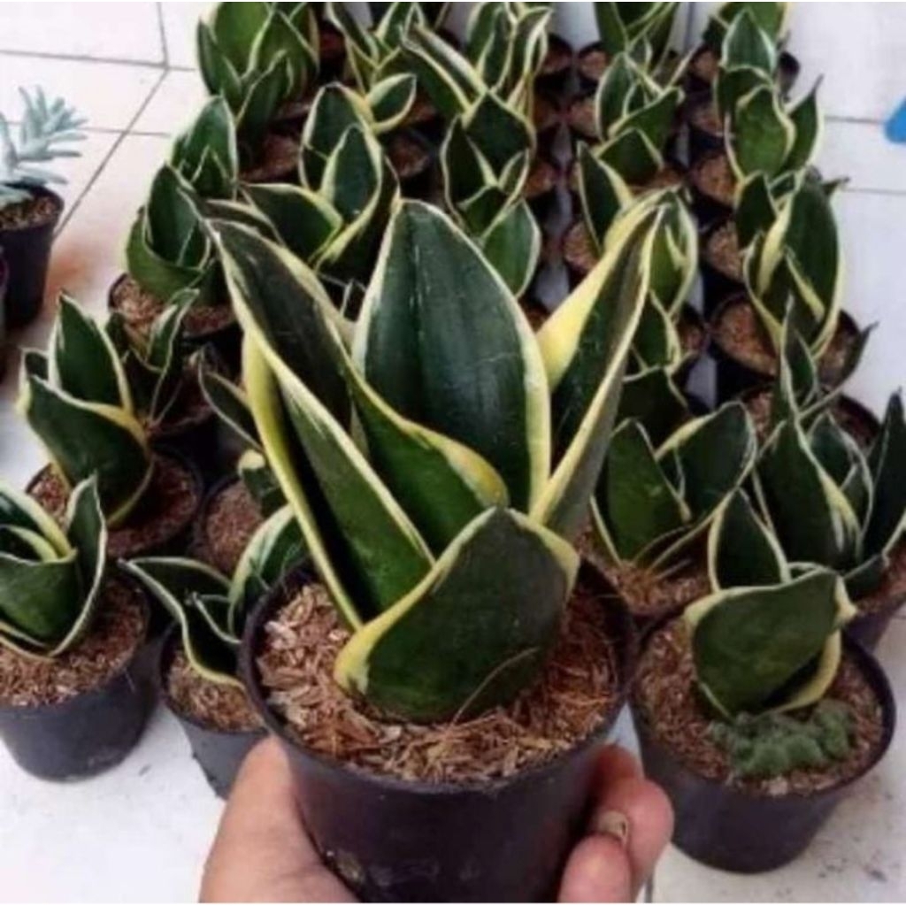 sansevieria pagoda