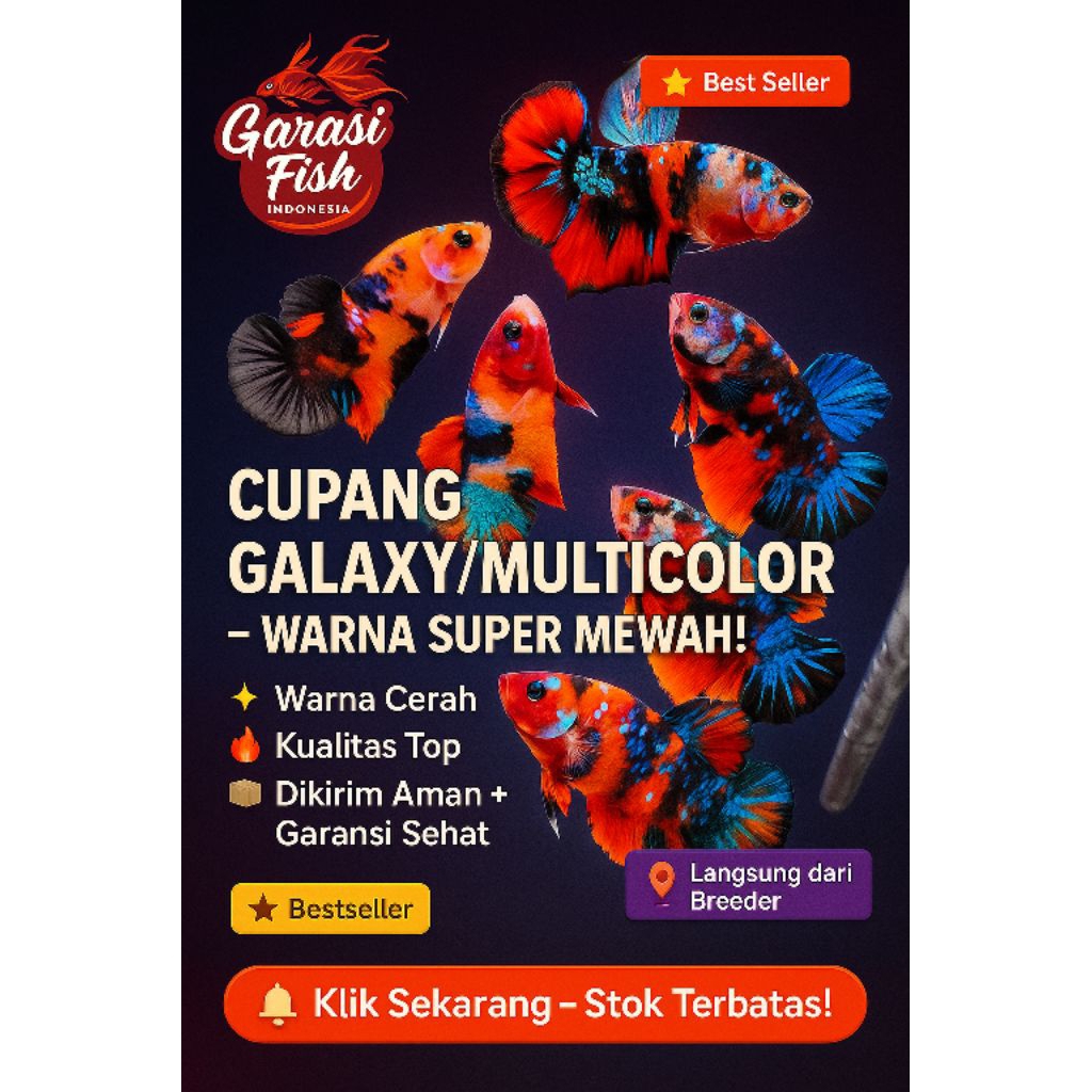 TOP GRADE cupang multicolor