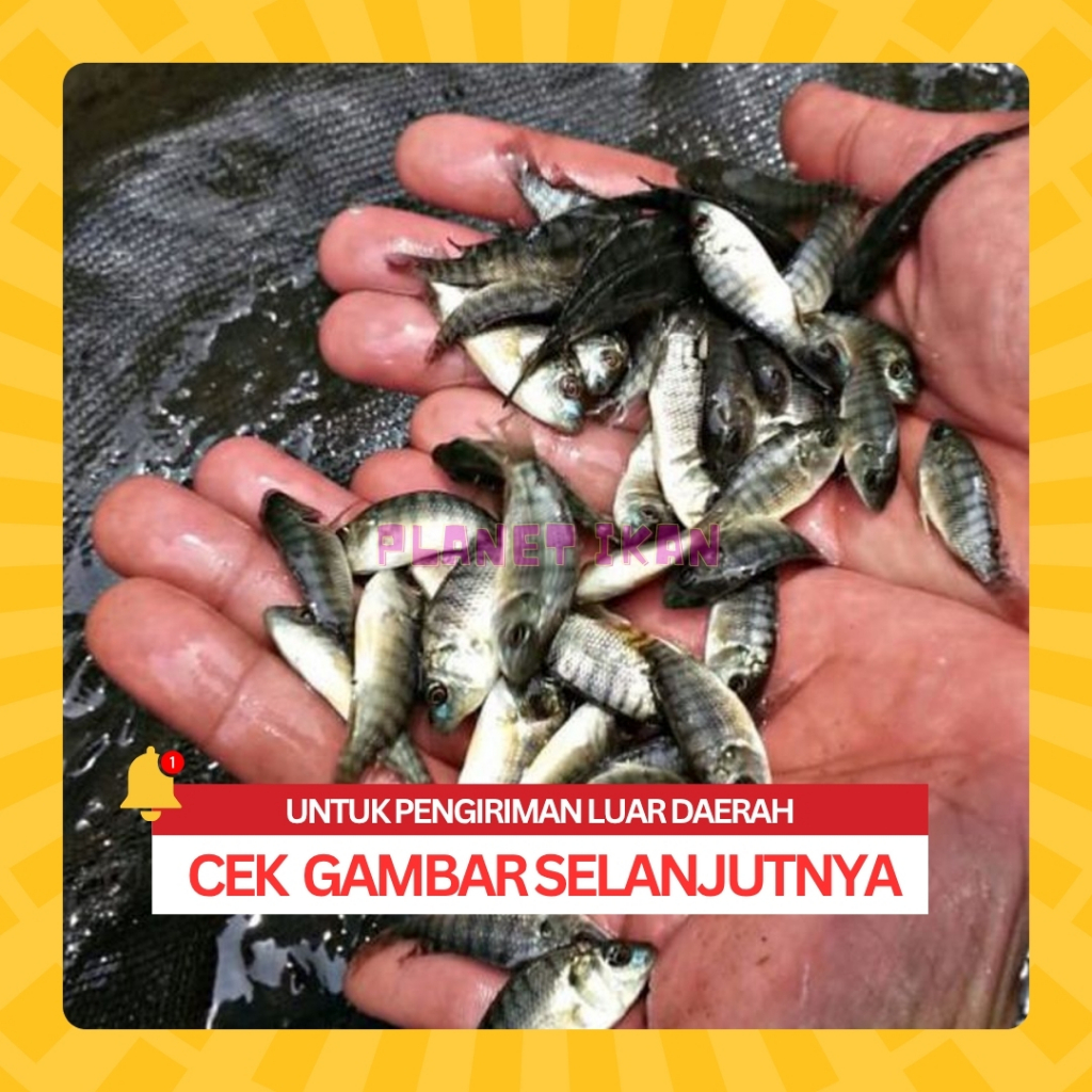 NILA SAKTI ISI 100 EKOR - BIBIT IKAN NILA SAKTI UKURAN 2-3 CM / BIBIT IKAN NILA SUKABUMI