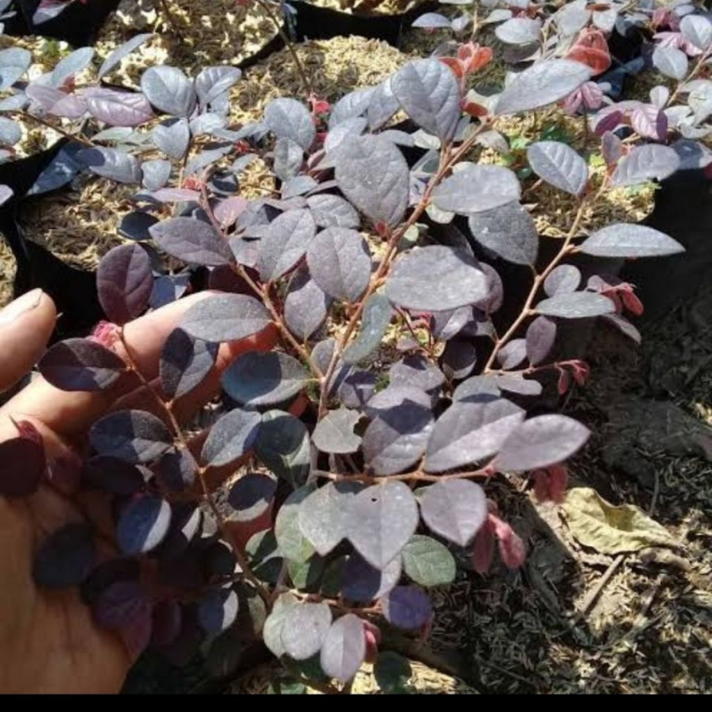 tanaman hias bidara arab merah / bibit bonsai serut merah loropitalum