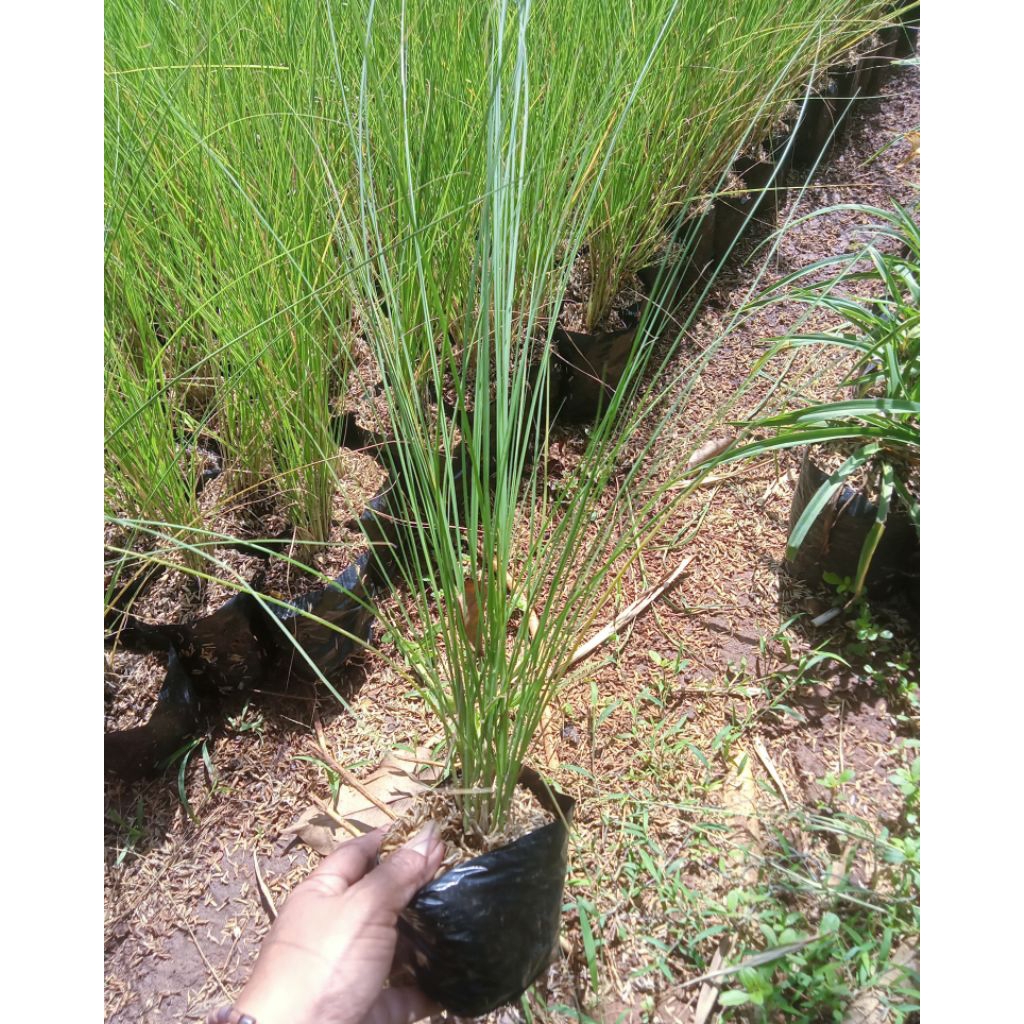 tanaman hias ekor kuda/buntut kuda/paket 100 polibek