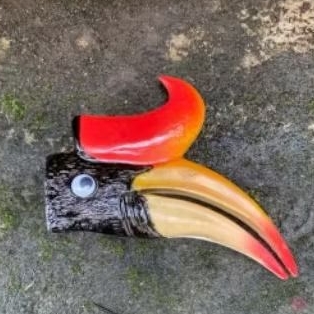 burung enggang untuk aksesoris topi dayak kalimantan