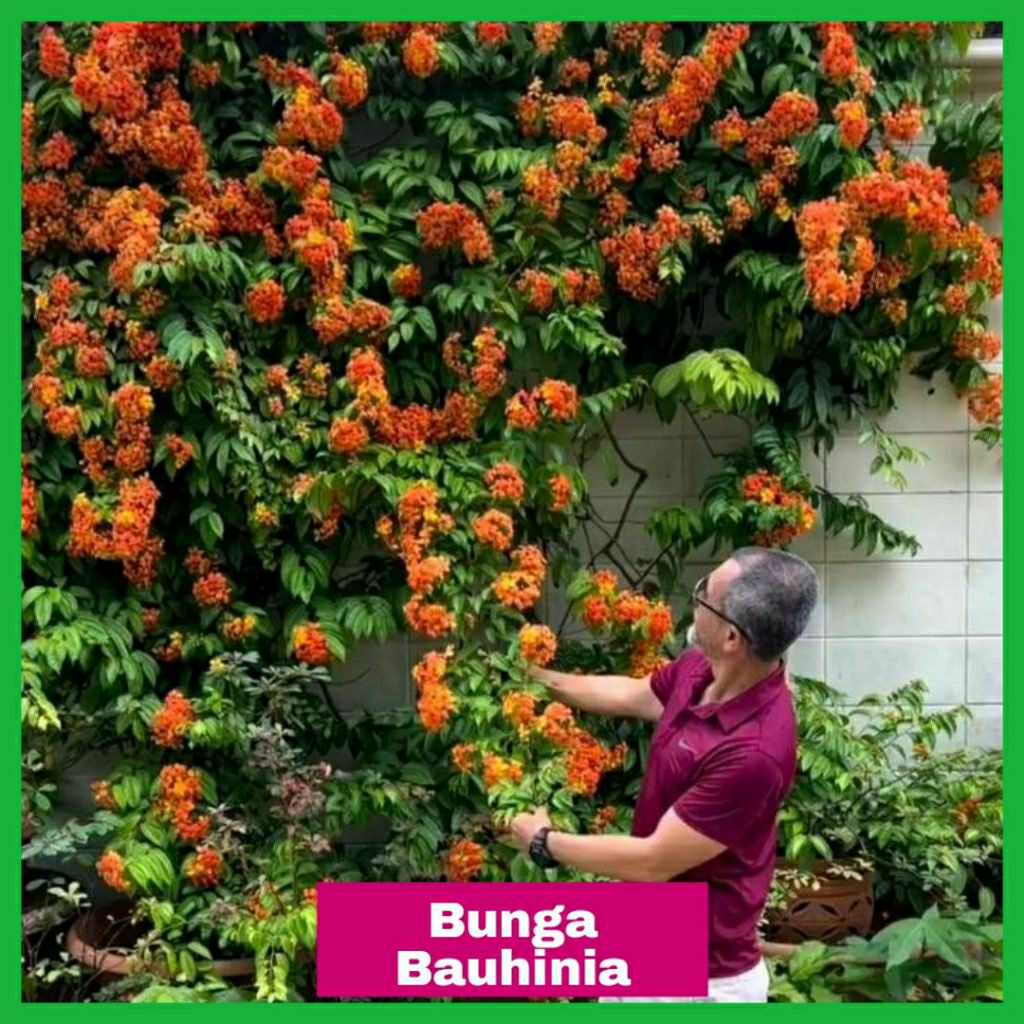 Tanaman rambat bunga bahunia — Tanaman bahumia — Tanaman rambat pagar dan kanopi