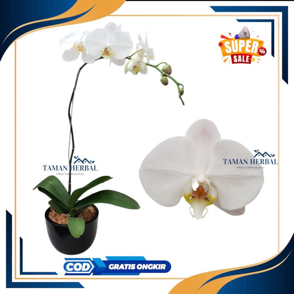 ANGGREK BULAN WARNA PUTIH SEEDLING - ANGGREK BULAN REMAJA