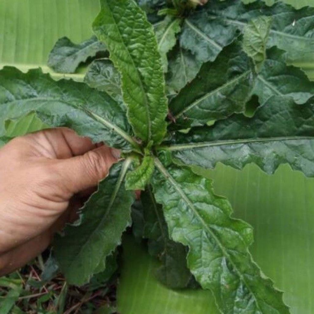 DAUN TAPAK LIMAN OBAT HERBAL