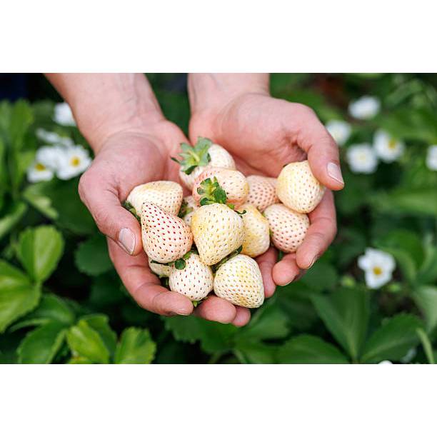 5 Biji Bibit Strawberry Putih