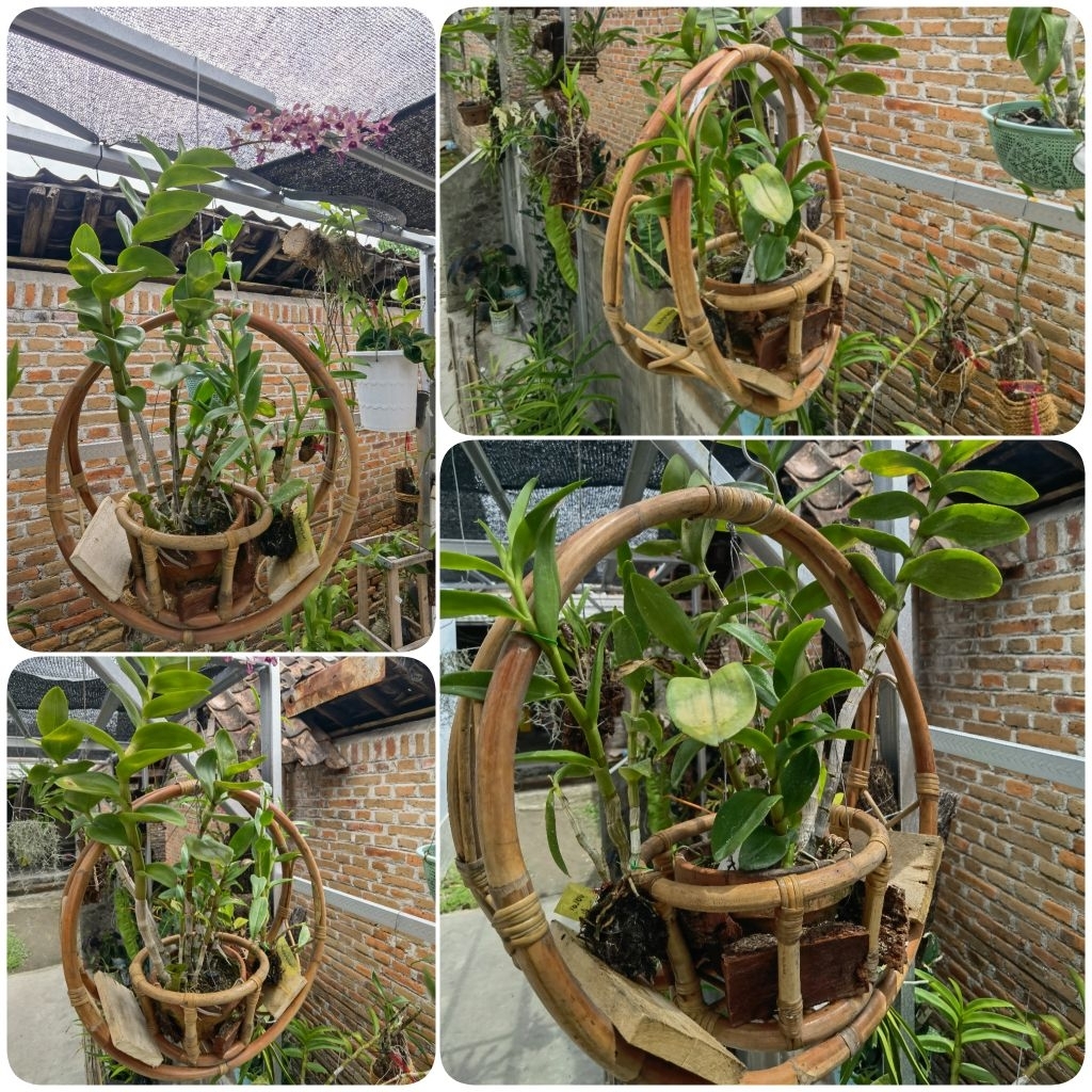 Pot anggrek tanaman gantung bunga vas rotan susun