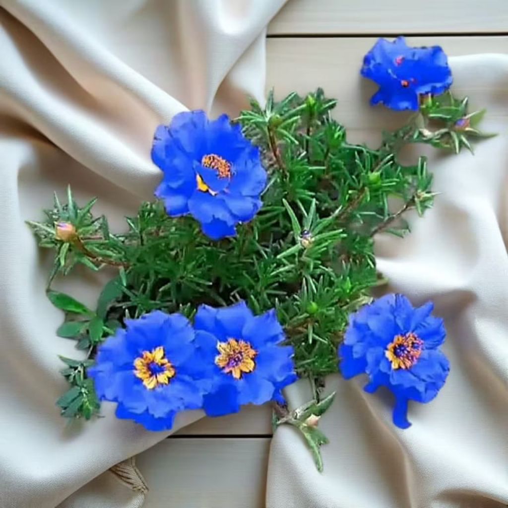 BIBIT MOSS ROSE BUNGA KROKOT IMPORT WARNA BIRU MURAH SIAP TANAM