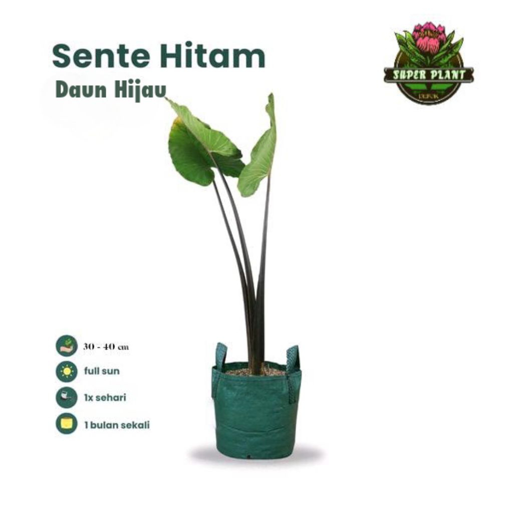 Tanaman Hias Lompong Hitam Batang Hitam - Pohon Sente Wulung