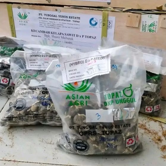 kecambah sawit TOPAZ