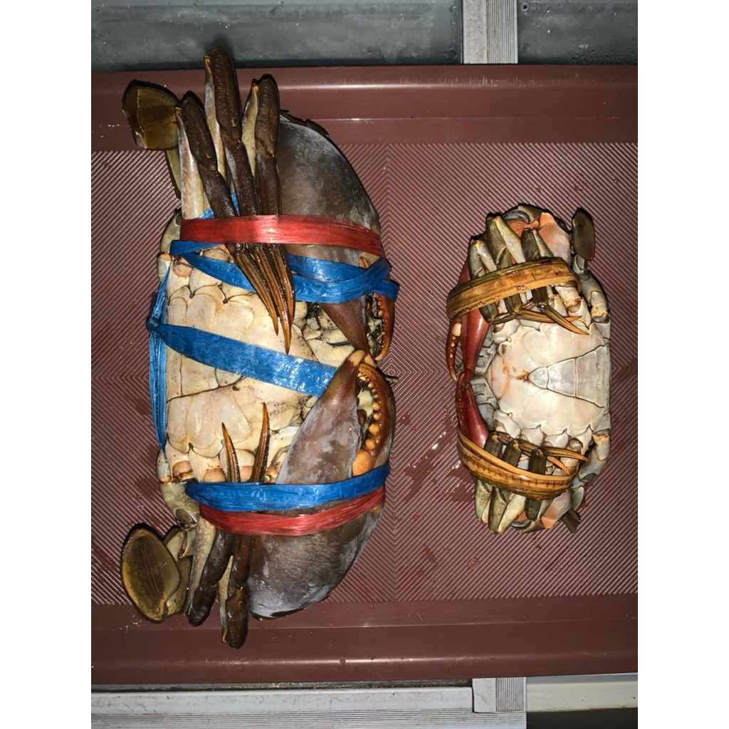 KEPITING JANTAN SIZE JUMBO 1kg