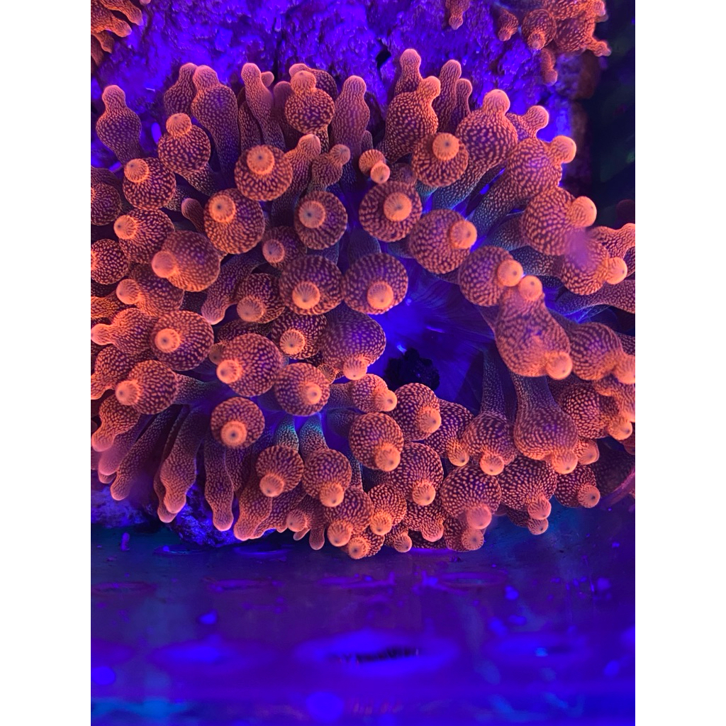 Anemon jagung merah size S+ 5-6cm